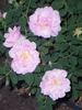 John Allan rose photo