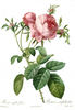 Rosa centifolia foliacea rose photo