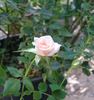 Sugar 'n' Spice rose photo