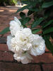 Snow Spray rose photo