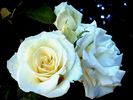 Armorique Nirpaysage rose photo