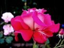 Atalante rose photo