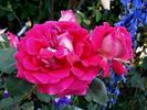 Atalante rose photo