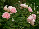 Ballade ® rose photo