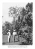 Ross Rambler rose photo