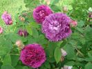 Aimable rouge rose photo