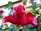 Sentimental rose photo