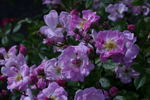Geheimrat Dr. Mittweg rose photo
