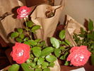 Jolene Adams rose photo