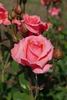 Carlita rose photo