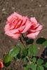 Carlita rose photo