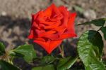 Gabriella ® rose photo
