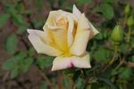Golden Splendor rose photo