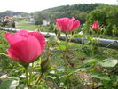 Social Climber rose photo