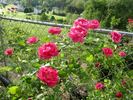 Social Climber rose photo