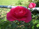Social Climber rose photo