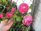 Social Climber rose photo
