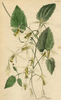 <i>C. aristata</i> Ker clematis photo