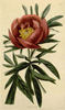 <i>P. mollis</i> G. Anderson, syn. peony photo