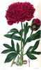 <i>P. paradoxa</i> var. <i>fimbriata</i> Sabine peony photo