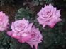 Dolores Marie rose photo