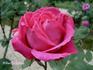 Ali Pacha Chériff rose photo