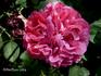 Baronne de Prailly rose photo