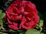 Buffalo-Bill rose photo