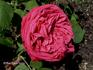 Duc de Rohan rose photo