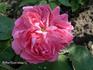 Duchesse de Galliera rose photo
