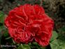 Duhamel Dumonceau rose photo