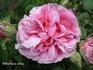 Centifolia Rosea rose photo