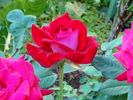 Georges Duboeuf rose photo