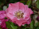 Michel Bras ® rose photo