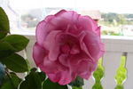 Lila Wunder rose photo