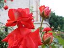 Prince de Monaco rose photo