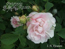 I. N. Kicunov rose photo