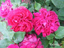Robusta (bourbon, Soupert rose photo