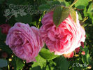 L'Ouche rose photo