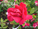 Catherine Bonnard rose photo