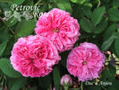 Duc d'Anjou rose photo