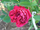 Gloire de Chédane-Guinoisseau rose photo