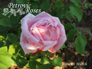 Heinrich Münch rose photo