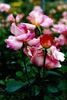 Pink Supreme rose photo