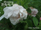 White Pavement rose photo