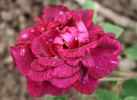 Pourpre Charmant rose photo