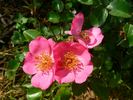 Felicitas ® rose photo