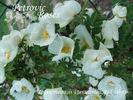 <i>Rosa omeiensis</i> 'Red Wing' rose photo