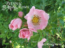 R. omissa rose photo