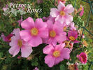 R. stellata rose photo